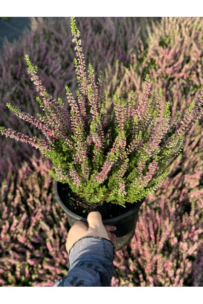 Верес звичайний Афіна в горщику 3 л